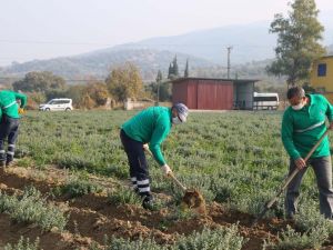 Korona virüsün düşmanı kekik kışa hazırlanıyor