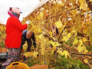 Manisa’da kış ayında üzüm hasadı