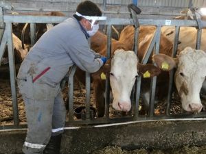 Simav’da 120 bin hayvan aşılandı