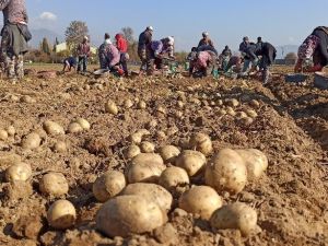 Kuraklık Ödemiş patatesini vurdu