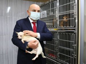Keçiören’de bodrum katında bulunan köpekleri sahiplenmek için yoğun talep