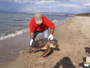 Kuşadası’nda iki kaplumbağa ölü olarak kıyıya vurdu