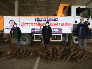 Cevizin başkenti olmak için üreticiye 40 fidan dağıtıldı