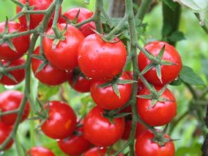 Domates ihracatçıları, Rusya Federasyonu’nda kota engeliyle karşı karşıya