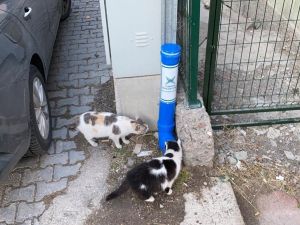 Kızılcahamam TÜGVA sokak hayvanlarına yemleme kabı yaptı