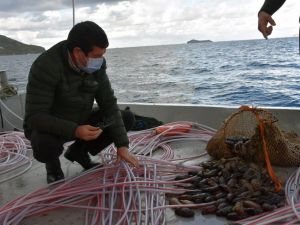 Deniz patlıcanında kota 40 kilo