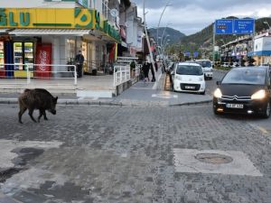Turizm beldeleri domuzlara kaldı