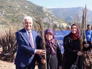 Büyükşehir’den Ceviz fidanı dağıtımı