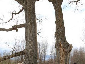 ’Gazi Ağaç’lar 370 yaşında