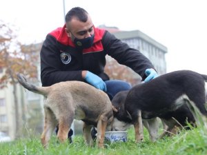 Kartal Belediyesi sokağa çıkma yasağında da sokak hayvanlarının yanında