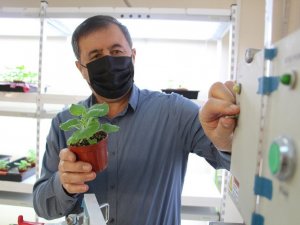 "AÜ’de geliştirilen 5 aşı adayından 3’ü ı hayvanlar üzerinde test edildi, sonuçlar umutlandırdı