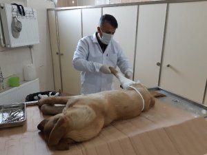 Kurtarılan köpek tedavi altına alındı