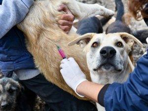 Ankara Büyükşehir Belediyesi tarafından gönüllü hayvansever barınaklarında kuduz aşısı kampanyası başlatıldı
