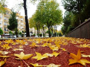 Sonbahara veda edemeyen şehir, sarıya büründü