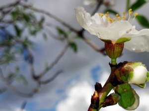 Badem ağaçları çiçek açtı