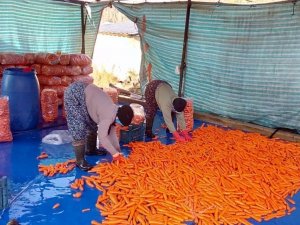 Acıpayam Çakır havucunda hasat devam ediyor