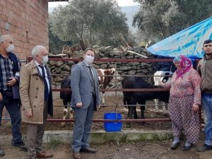 Aydın’da Manda Boğası dağıtımı yapıldı