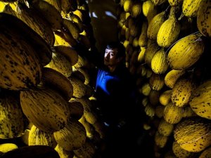 Yazlık kavunlar kışlık sofraları süslüyor