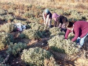 Korona virüs adaçayına ilgiyi arttırdı, çiftçiler ürün yetiştiremiyor