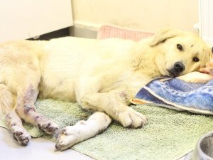 Şans köpeğin yüzlerce kilometrelik iyileşme yolculuğu