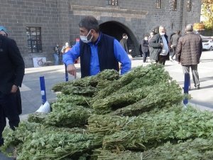 Kış aylarının vazgeçilmez içeceği adaçayına pandemide talep arttı