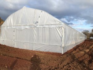 Kula’da seralar kuruldu, üretim başladı