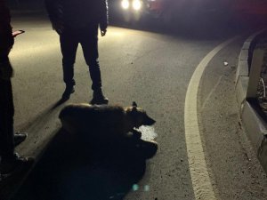 Gece korona denetimine çıkan kaymakam yaralı köpeğin imdadına yetişti