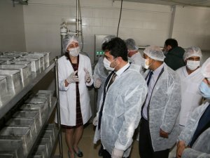 ADÜ Ziraat Fakültesi Kaşar Peyniri Üretim Tesisi açılışı gerçekleşti