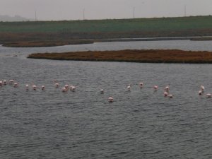 Büyükçekmece’de flamingolar masalsı görüntüler oluşturdu
