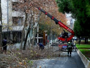 Bağcılar’da ağaçlara kış bakımı yapılıyor