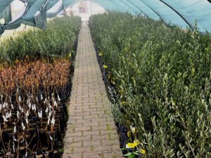 Yunusemre 2021 yılında da üreticilere fidan dağıtacak