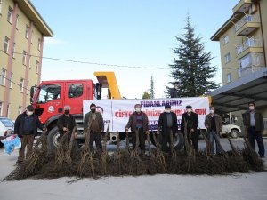 3 yılda 340 bin ceviz fidanı toprakla buluşacak