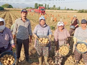 İzmir’de patates hasadı kaldığı yerden devam edecek
