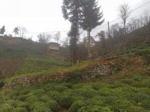 Rize’de aynı ailede yaşanan korona virüs ölümlerinin ardından şok iddia