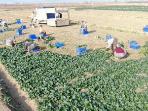 İzmir’de ıspanak hasadı sürüyor
