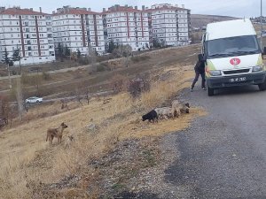 Keçiören’de sokak canlıları unutulmuyor