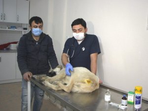 Hisarcık’ta yaralı köpeğe belediye ekipleri sahip çıktı