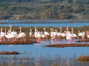 Flamingolar tuzla sulak alanına akın etti