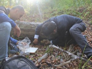 Kastamonu ormanlarında yetişen aslan yelesi mantarıyla alzaymır hastalığı tedavi edilecek