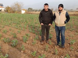 Ödemiş’te bakla boy verdi, bezelye ekimleri sürüyor