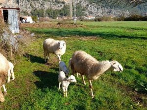 Marmaris’te çobanlara kurt ve domuz korkusu sardı