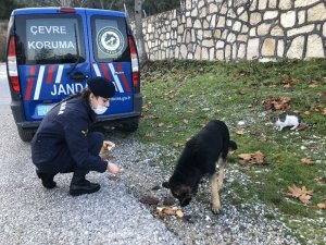 Jandarmanın can dostlara merhameti gönülleri fethetti