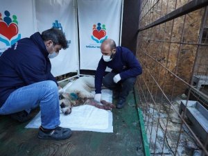 Boynundan vurulan köpeğin imdadına Başakşehir Belediyesi ekipleri yetişti