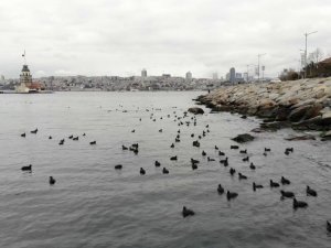 Kız kulesinde karabatakların masalsı dansı havadan görüntülendi