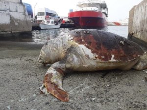 Kuşadası’nda 45 yaşında caretta caretta kıyıya vurdu