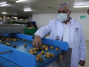 Aydın incirine olan talep her geçen gün artıyor