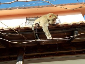 İzmir’de başı boş gezen maymun görenleri şaşırttı