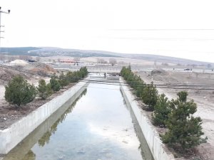 Altıntaş Avşar deresi ağaçlandırma çalışmaları