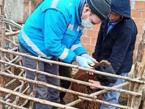 Küçükbaş hayvanların sayım ve tespit işlemlerine başlandı