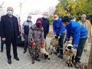 Büyükşehir, sakız koyunu dağıtımına devam ediyor